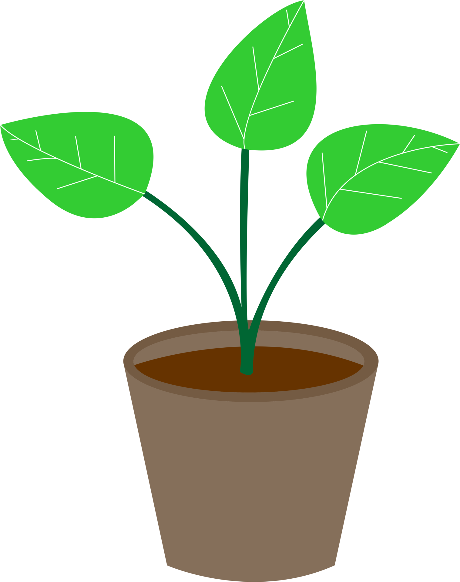 Plant Profile